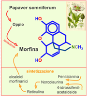 formula della morfina